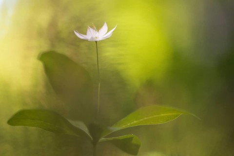 Arctic starflower