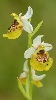 Late spider orchid