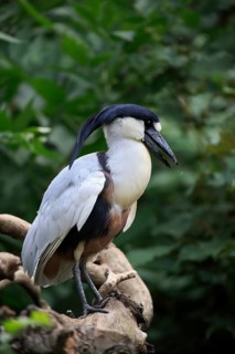 Boat-billed heron
