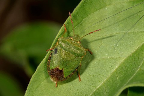 Green shield bug