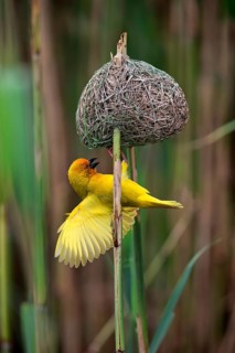Eastern Golden Weaver
