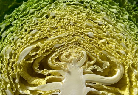 Halved savoy cabbage