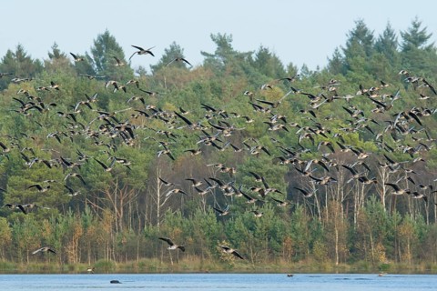 Greater white-fronted geese