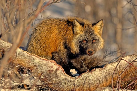 Crossfuchs