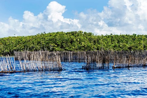 Fish traps in the Canal des Pangalanes