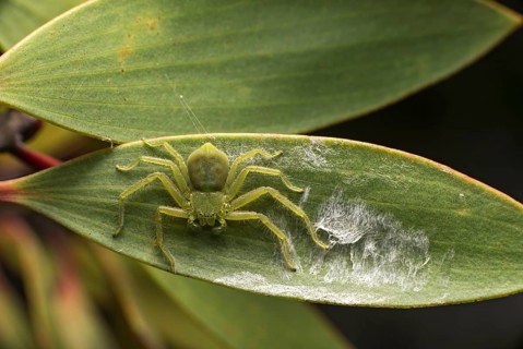 Micrommata