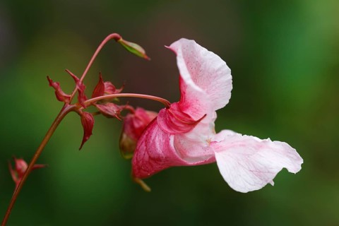 Himalayan balsam