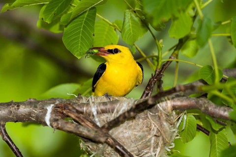 Eurasian Golden Oriole