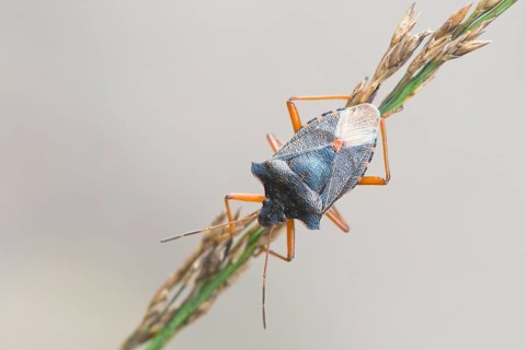 Forest bug