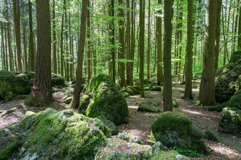 Druid's Grove