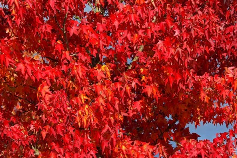 American sweetgum in autumn colors