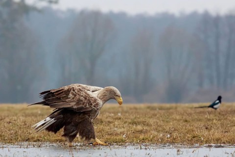 Sea eagle