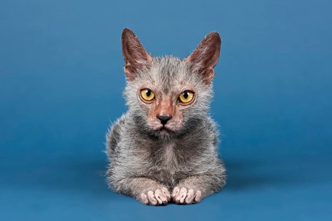 Werewolf Cat or Lykoi Cat