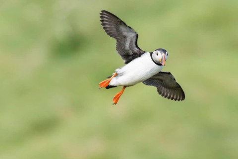 Puffin