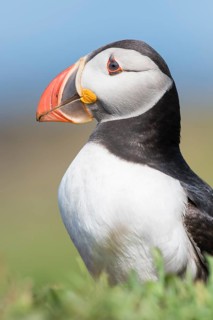 Puffin