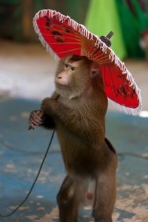Northern pig-tailed macaque