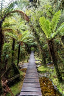 Way through the rainforest on Lake Matheson