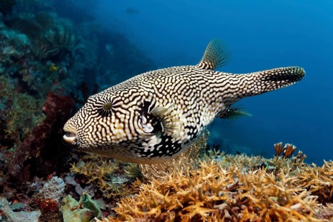 Map puffer