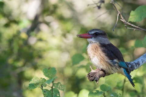 Brownhooded kingfisher