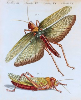 Grasshopper