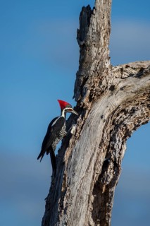 Lineated woodpecker