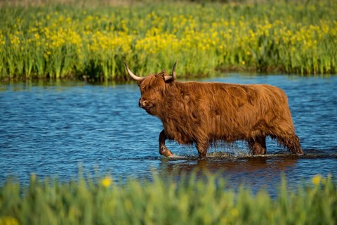 Scottish highland cattle