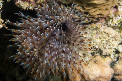 Featherworm