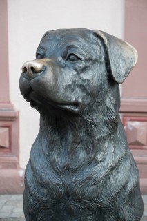 Der Rottweiler