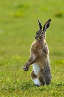 Upright sitting European hare