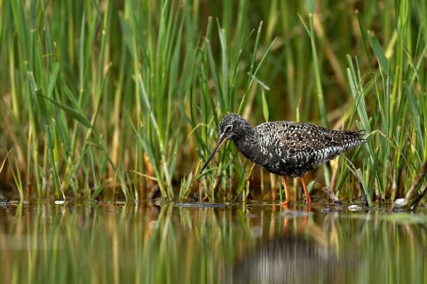 Spotted Redshank