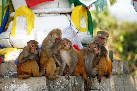 Rhesus macaques
