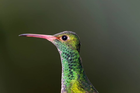 Rufous-tailed Hummingbird