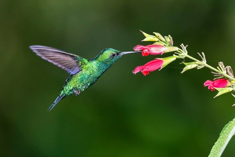 Blue-tailed emerald