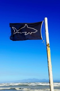 Blue flag with shark