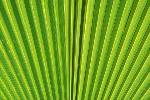 Leaf structure