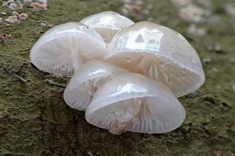 Porcelain fungi
