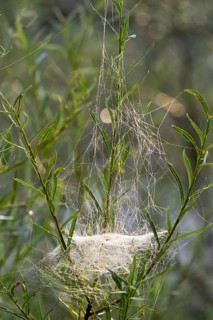 Web of Sheet Weaver