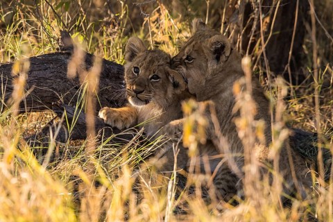 Lion cubs