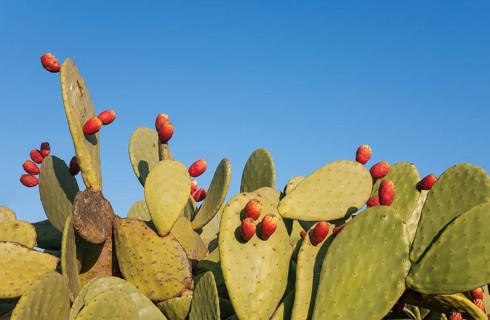 Prickly pear