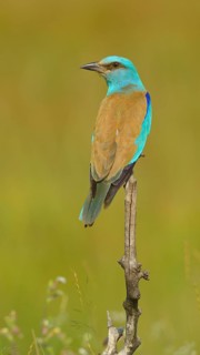Roller