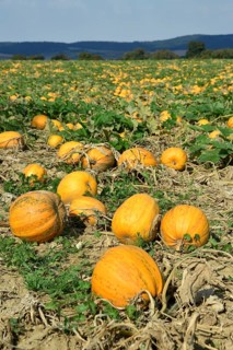 Pumpkin field with ripe pumpkins