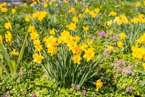 Wild daffodils