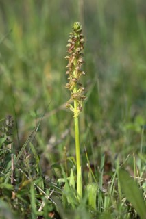 Man orchid