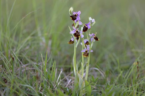 Late spider orchid