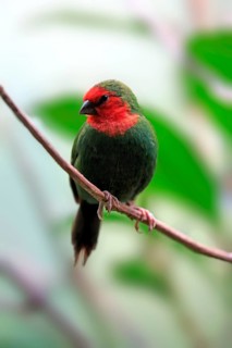 Red-throated Parrotfinch