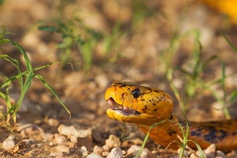 Cape Cobra