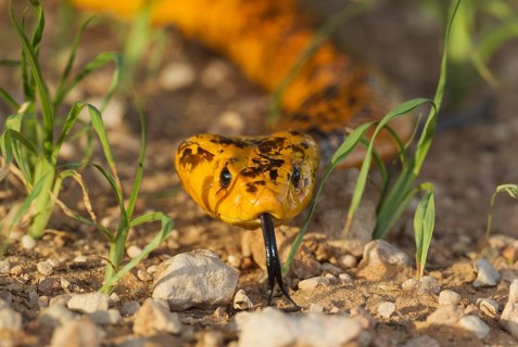 Cape Cobra