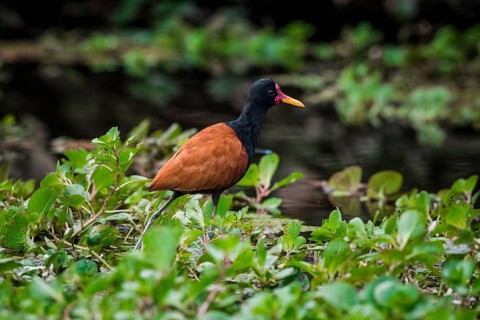 Wattled jacana