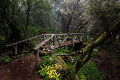 Hiking trail with bridge in fog forest