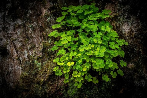 Wood sorrel